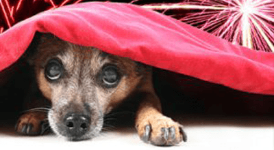 Een rustige jaarwisseling voor hond en kat!