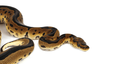 Ook alles voor reptielen en amfibieën bij Van der Meer!